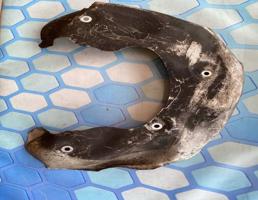 Пыльник тормозного диска для Audi A5 / S5 / 8T / Coupe / Sportback (2008-2016)  запчасти бу