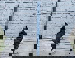 Молдинг двери передней правой средний для Audi A4 / B7 (2005-2007)  запчасти бу