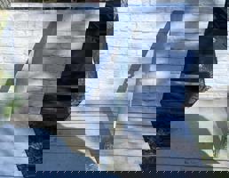 Накладка крышки багажника для Opel Vectra C (2002-2008)  запчасти бу