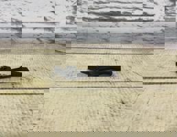 Датчик положения коленвала для VW Golf V (2003-2009)  запчасти бу